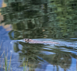 Castoro, Beaver Schwabacher landing, Grand Teton range
