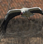 Cicogna bianca (Ciconia ciconia), White Stork