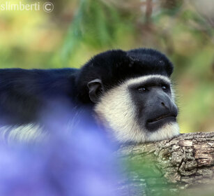 Guereza bianco e nero (Colobus guereza) Abyssinian Black-and-white Colobus monkey, lago Awasa, lake Awasa
