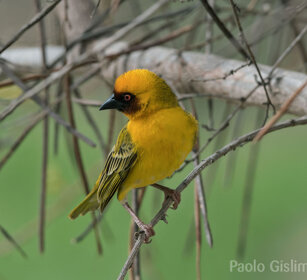uccello Tessitore, Weaver lago Zway, lake Zway