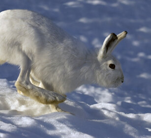 Lepre variabile (Lepus timidus), Mountain Hare Valle d'Aosta, Aosta Valley