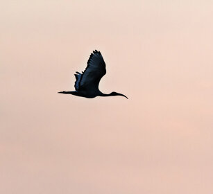 Ibis sacro (Threskiornis aethiopicus), Sacred Ibis lago Natron, lake Natron