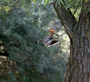 Upupa (Upupa epops) Hoopoe Upupa (Upupa epops) Hoopoe