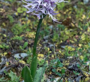 Orchidea italica (Orchis italica) Italian orchid