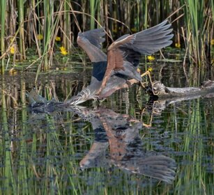 Airone rosso (Ardea purpurea) Purple Heron Airone rosso (Ardea purpurea) Purple Heron