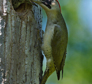Picchio verde (Picus viridis), Green Woodpecker Polonia, Poland