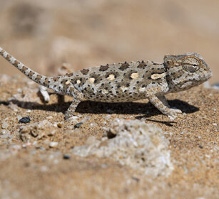 Camaleonte di Namaqua (Chamaeleo namaquensis) Namaqua Chameleon, Swakopmund