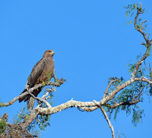 Nibbio bruno, Milvus migrans, Black Kite lago Awasa, lake Awasa