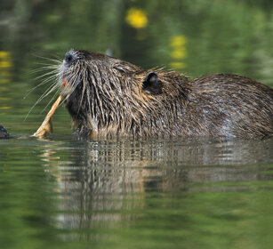 Nutria (Myocastor coypus), Coypu Camargue, St. Maries de la mer
