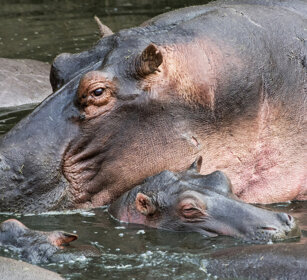 Ippopotami (Hippopotamus amphibius), Hippos parco nazionale del Serengeti, Serengeti NP