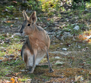 Lepre della Patagonia, Patagonian Mara