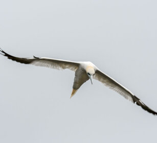 Gannet Bonaventura island, Gaspesie NP