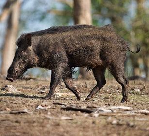 Cinghiale m. (Sus scrofa), male Indian Wild Boar Nagarhole NP, Karnataka