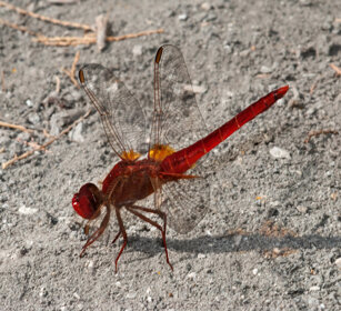 Crocothemys erythraea m., m. Common Scarlet-darter Camargue
