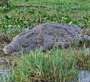 Coccodrillo del Nilo Uganda