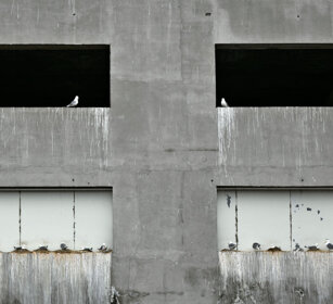 Gabbiani, Kittiwakes Norvegia, Norway, Varanger Gabbiani, Kittiwakes Norvegia, Norway, Varanger