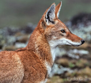 Lupo del Simien (Canis simiensis), Simien Wolf Sanetti plateau
