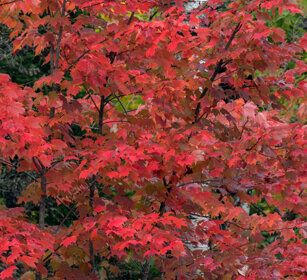 Indian summer Fjords Saguenay NP