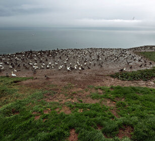 Colony of Gannets Bonaventura island, Gaspesie NP