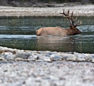 male Wapiti, Banff NP