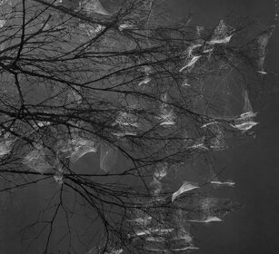 ragnatele, cobwebs. Bayerischerwald NP