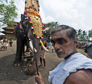 Pooram Elephant Festival 2010 Thrissur, Kerala