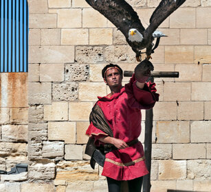 falconeria, falconry Beaucaire, Francia, France
