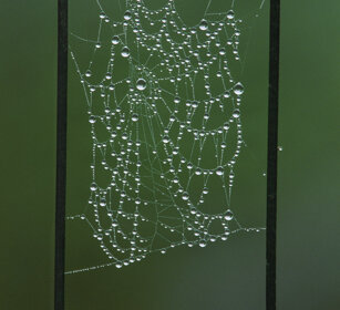 ragnatela, cobweb