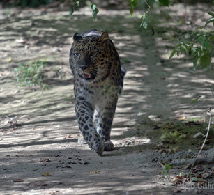 Leopardo dell'Amur, Amur Leopard