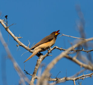 Bufaga beccogiallo (Buphagus africanus) Yellow-billed Oxpecker, Kruger NP