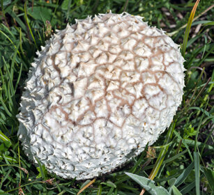 Lycoperdon triforme (Handkea utriformis)