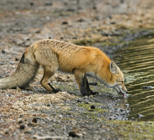 Volpe comune, Red Fox PN di Yellowstone, Yellowstone NP