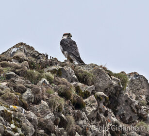 Falco lanario (Falco biarmicus), Lanner Falcon Sanetti plateau