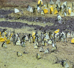 farfalle Pieridi (Belenois aurota), Pioneer Whites parco nazionale del Serengeti, Serengeti NP