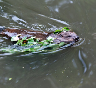 Castoro (Castor canadensis), Beaver Bayerischerwald NP