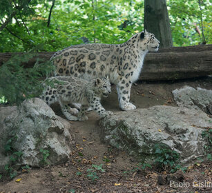 Leopardi delle nevi, Snow Leopards