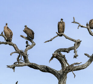 Grifoni di Ruppell (Gyps rueppellii) Ruppell's Vultures, Serengeti NP