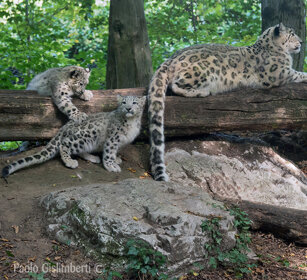Leopardi delle nevi, Snow Leopards