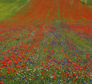 fiori di campo, field's flowers Castelluccio di Norcia (Pg)
