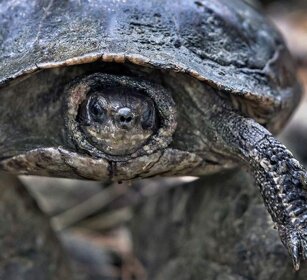 Testuggine palustre dei Balcani Mauremys rivulata, Western Caspian Turtle