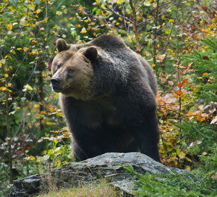 Orso bruno (Ursus arctos), Brown Bear Bayerischerwald NP