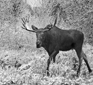 Alce, Elk, Moose. Yellowstone