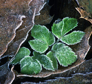 Foglie e brina, leaves and frost Frossasco (To), Piemonte