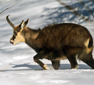 Camoscio (Rupicapra rupicapra), Alpine Chamois Valle d'Aosta, Aosta Valley