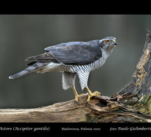 Astore, Goshawk Polonia, Poland Astore, Goshawk Polonia, Poland