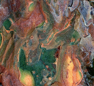 Corteccia di pino, pine's bark Cantalupa (To), Piemonte