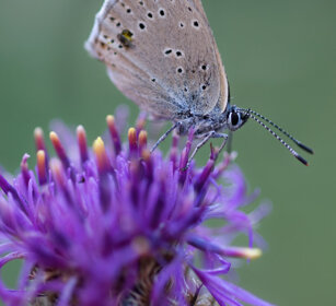 Maculinea Alcon, Alcon Blue or Alcon Large Blue valle Susa, Susa valley