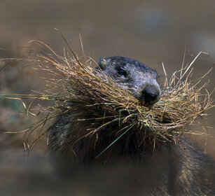 Marmotta (Marmota marmota), Alpine Marmot Nivolet, Piemonte, Piedmont
