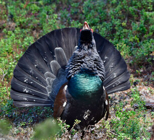 Gallo cedrone, Capercaillie Finlandia, Finland Gallo cedrone, Capercaillie Finlandia, Finland