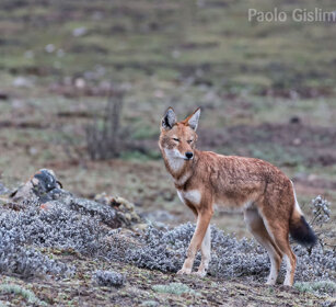Lupo del Simien (Canis simiensis), Simien Wolf Sanetti plateau